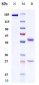 Anti-SIRPa / CD172a Reference Antibody (Hospital for Sick Children patent anti-SIRPA)